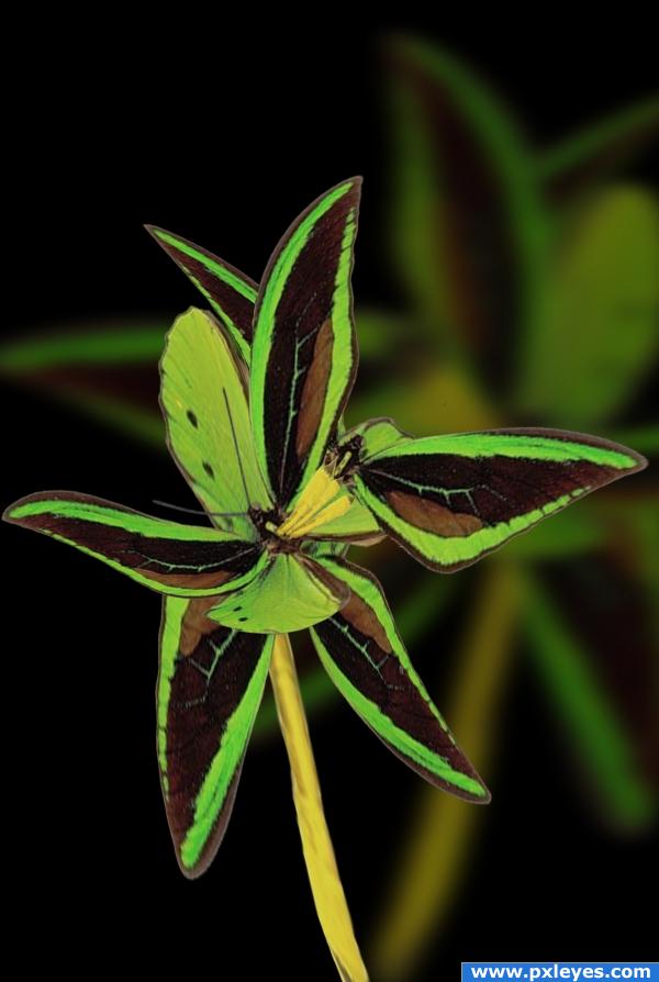 The Braided Butterfly Flower